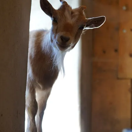 Klinglerhof Apartament Saalfelden