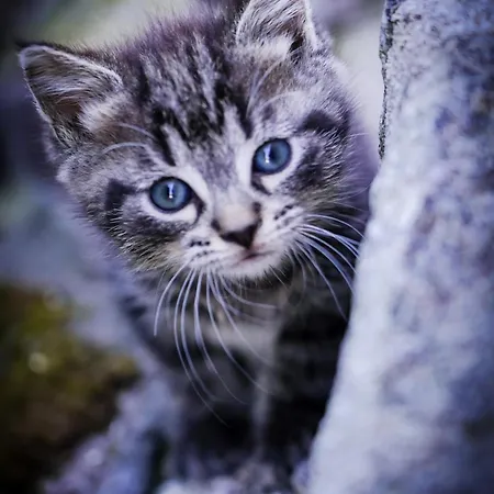 Apartament Klinglerhof