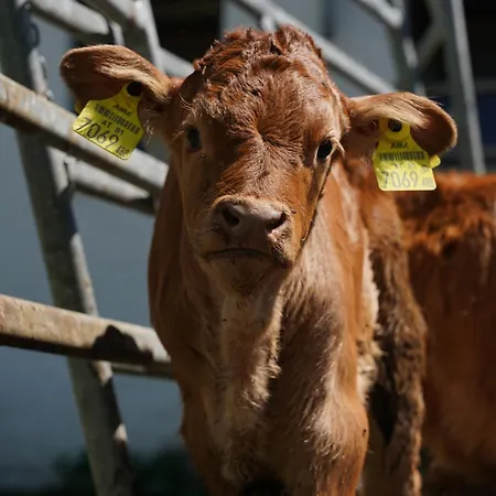 Klinglerhof Apartment *