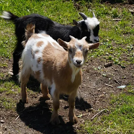 Klinglerhof Apartamento