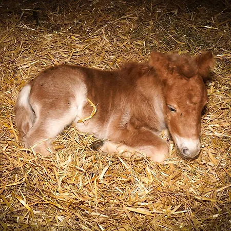 Klinglerhof Apartament Saalfelden