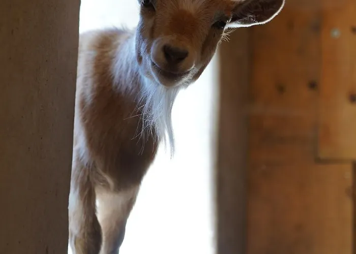 Klinglerhof Daire Saalfelden