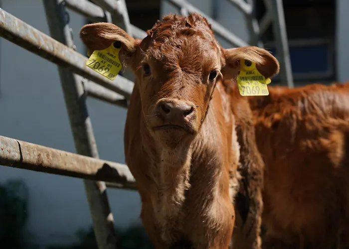 Klinglerhof Apartment *