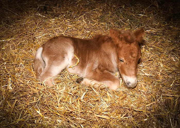 Klinglerhof Apartment Saalfelden